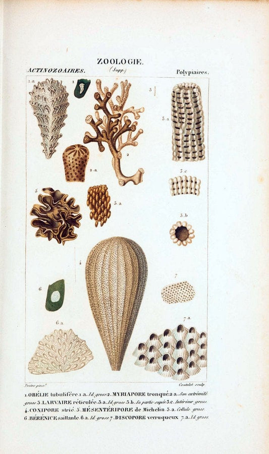 Atlas de zoologie :.Paris :Germer Bailliere,1844.  | "Museum Victoria" | Vintage Print Reproduction 459004