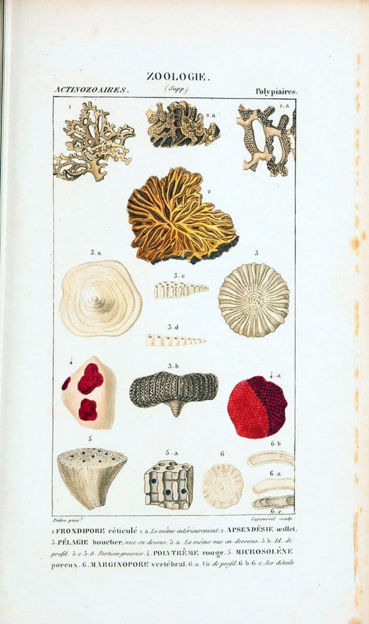Atlas de zoologie :.Paris :Germer Bailliere,1844.  | "Museum Victoria" | Vintage Print Reproduction 459005
