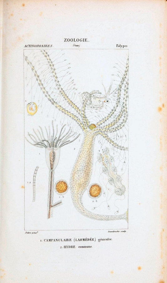 Atlas de zoologie :.Paris :Germer Bailliere,1844.  | "Museum Victoria" | Vintage Print Reproduction 459006