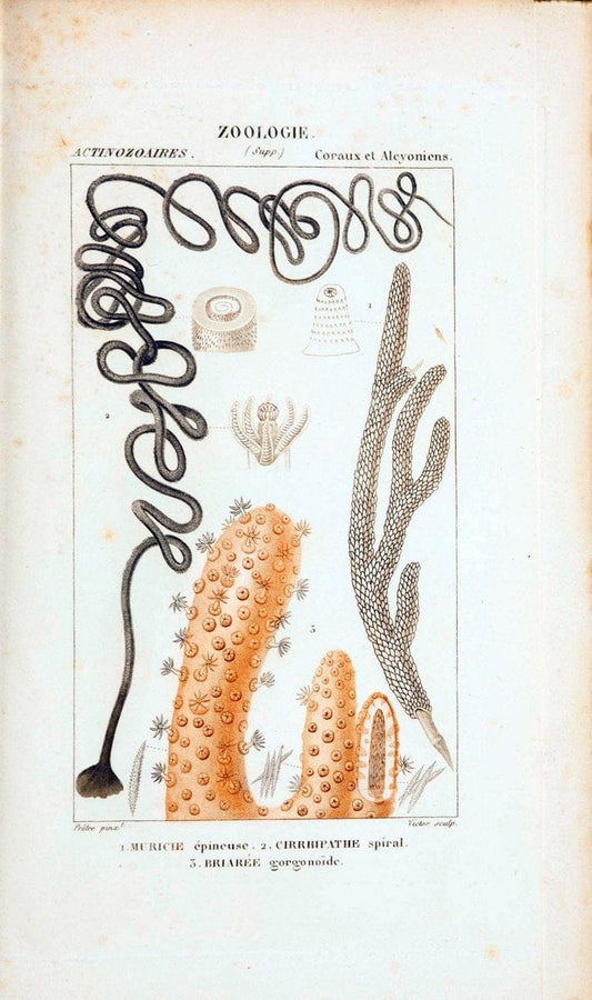 Atlas de zoologie :.Paris :Germer Bailliere,1844.  | "Museum Victoria" | Vintage Print Reproduction 459007