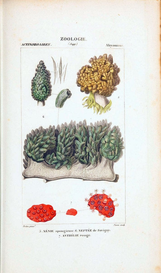 Atlas de zoologie :.Paris :Germer Bailliere,1844.  | "Museum Victoria" | Vintage Print Reproduction 459008