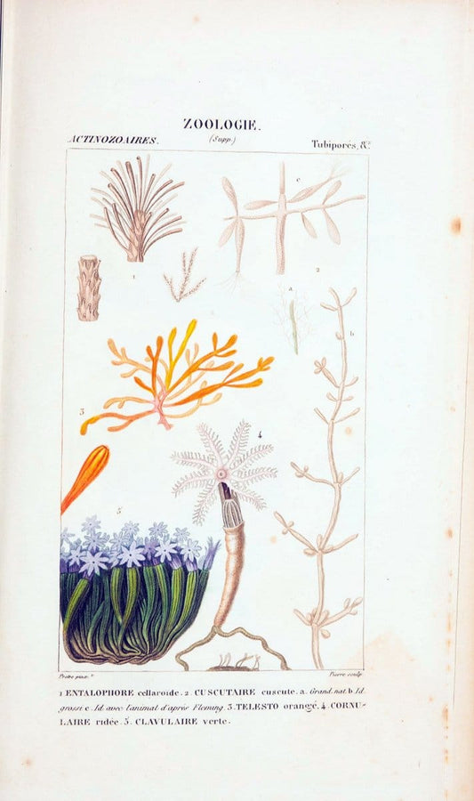 Atlas de zoologie :.Paris :Germer Bailliere,1844.  | "Museum Victoria" | Vintage Print Reproduction 459009