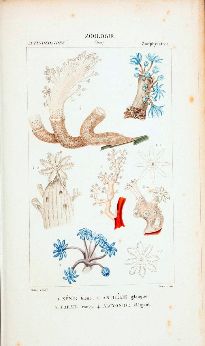 Atlas de zoologie :.Paris :Germer Bailliere,1844.  | "Museum Victoria" | Vintage Print Reproduction 459010
