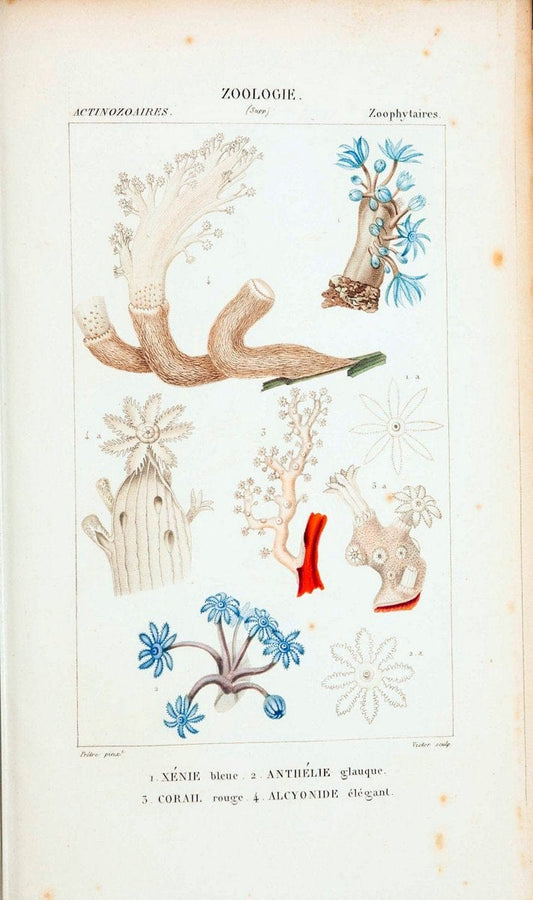 Atlas de zoologie :.Paris :Germer Bailliere,1844.  | "Museum Victoria" | Vintage Print Reproduction 459010
