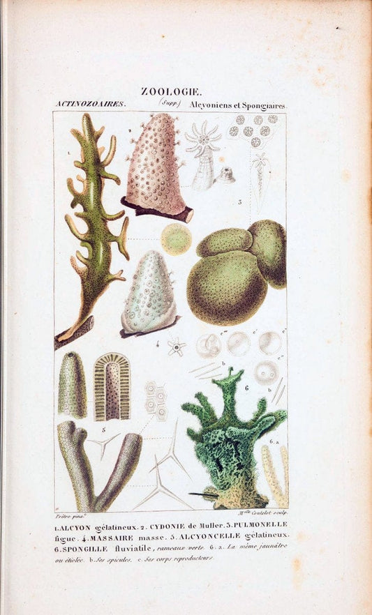 Atlas de zoologie :.Paris :Germer Bailliere,1844.  | "Museum Victoria" | Vintage Print Reproduction 459011