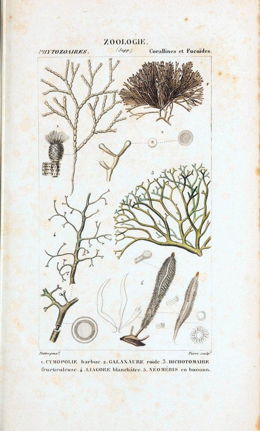 Atlas de zoologie :.Paris :Germer Bailliere,1844.  | "Museum Victoria" | Vintage Print Reproduction 459013