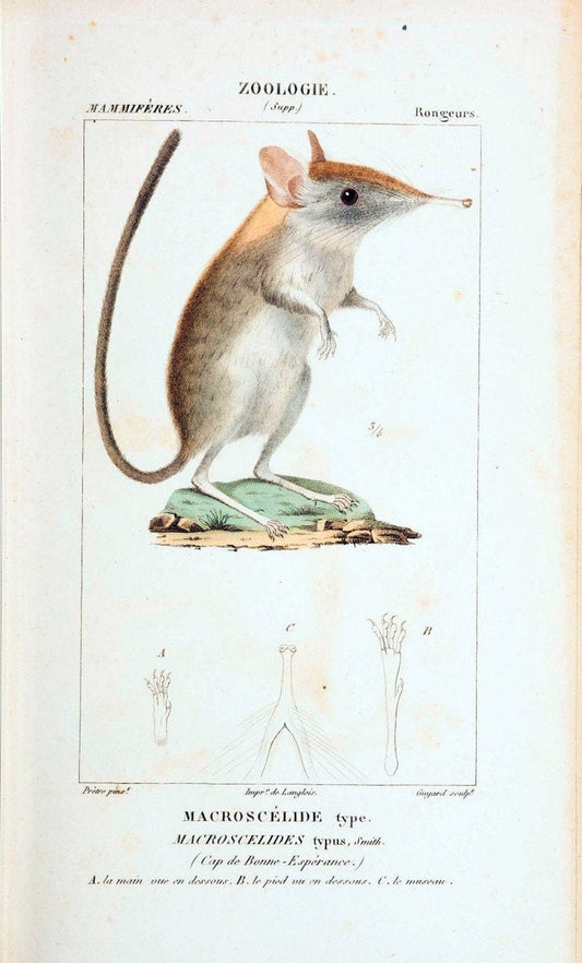 Atlas de zoologie :.Paris :Germer Bailliere,1844.  | "Museum Victoria" | Vintage Print Reproduction 459014