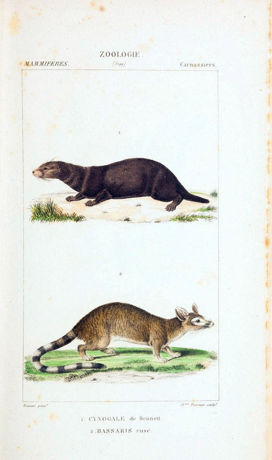 Atlas de zoologie :.Paris :Germer Bailliere,1844.  | "Museum Victoria" | Vintage Print Reproduction 459015