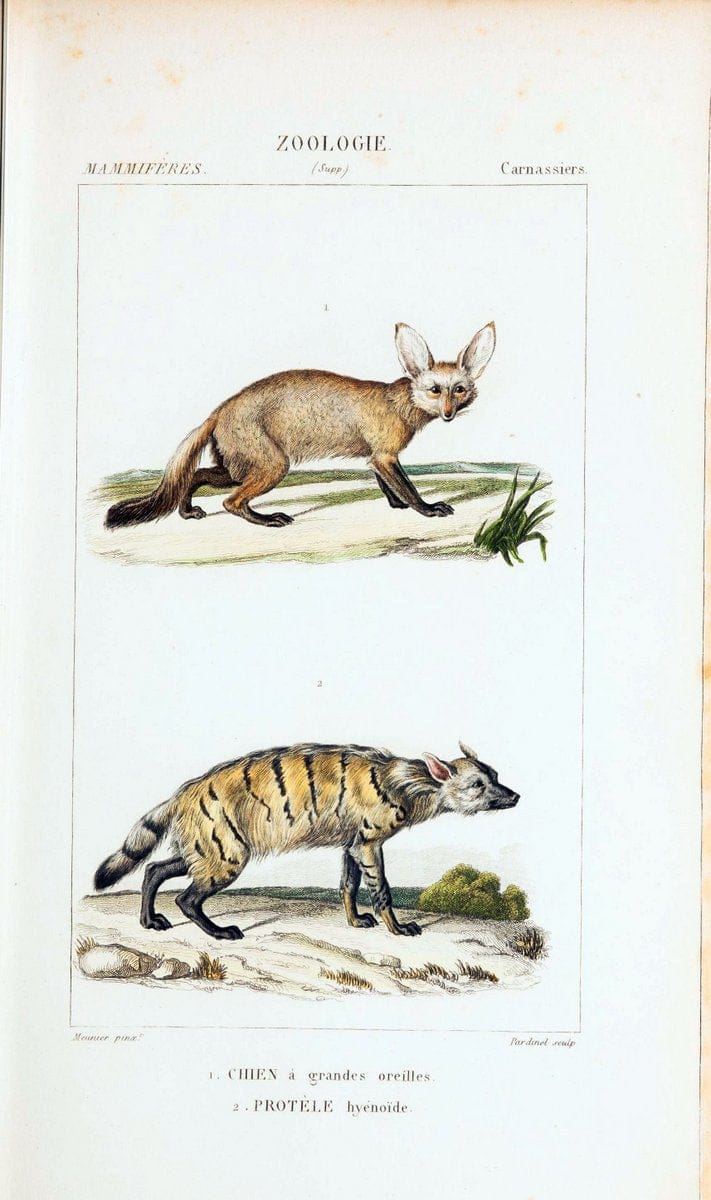 Atlas de zoologie :.Paris :Germer Bailliere,1844.  | "Museum Victoria" | Vintage Print Reproduction 459016