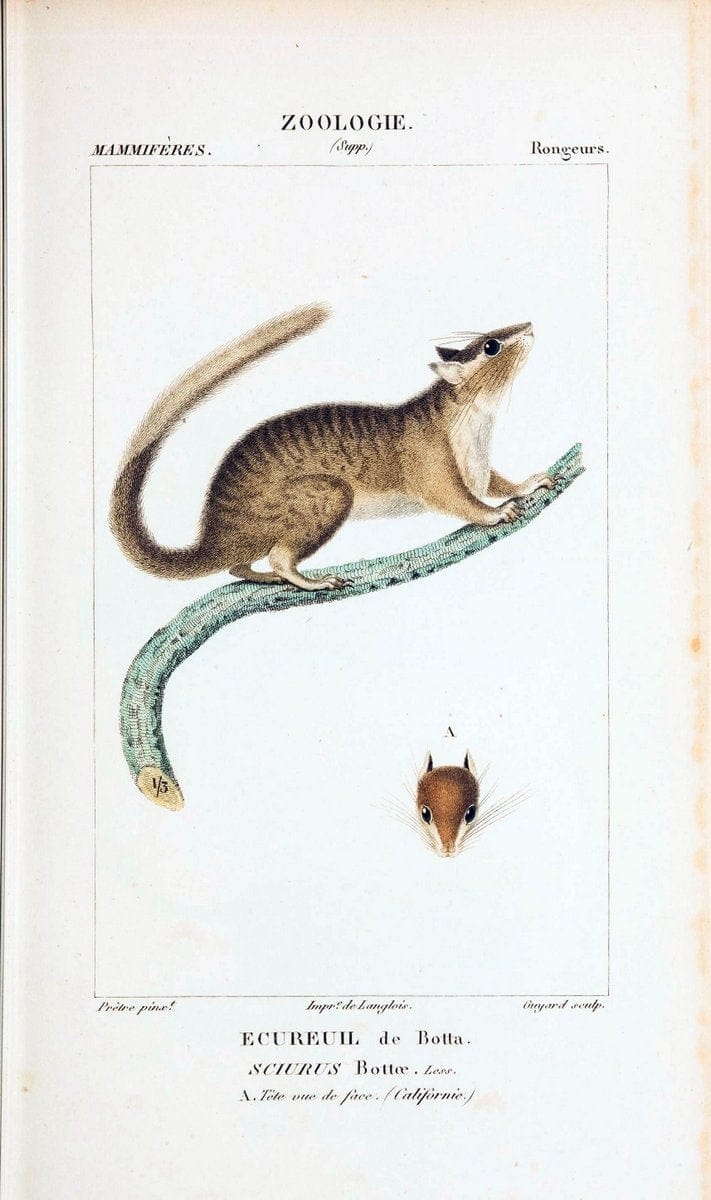 Atlas de zoologie :.Paris :Germer Bailliere,1844.  | "Museum Victoria" | Vintage Print Reproduction 459017