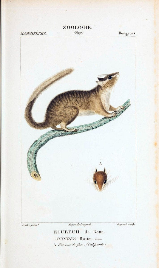 Atlas de zoologie :.Paris :Germer Bailliere,1844.  | "Museum Victoria" | Vintage Print Reproduction 459017