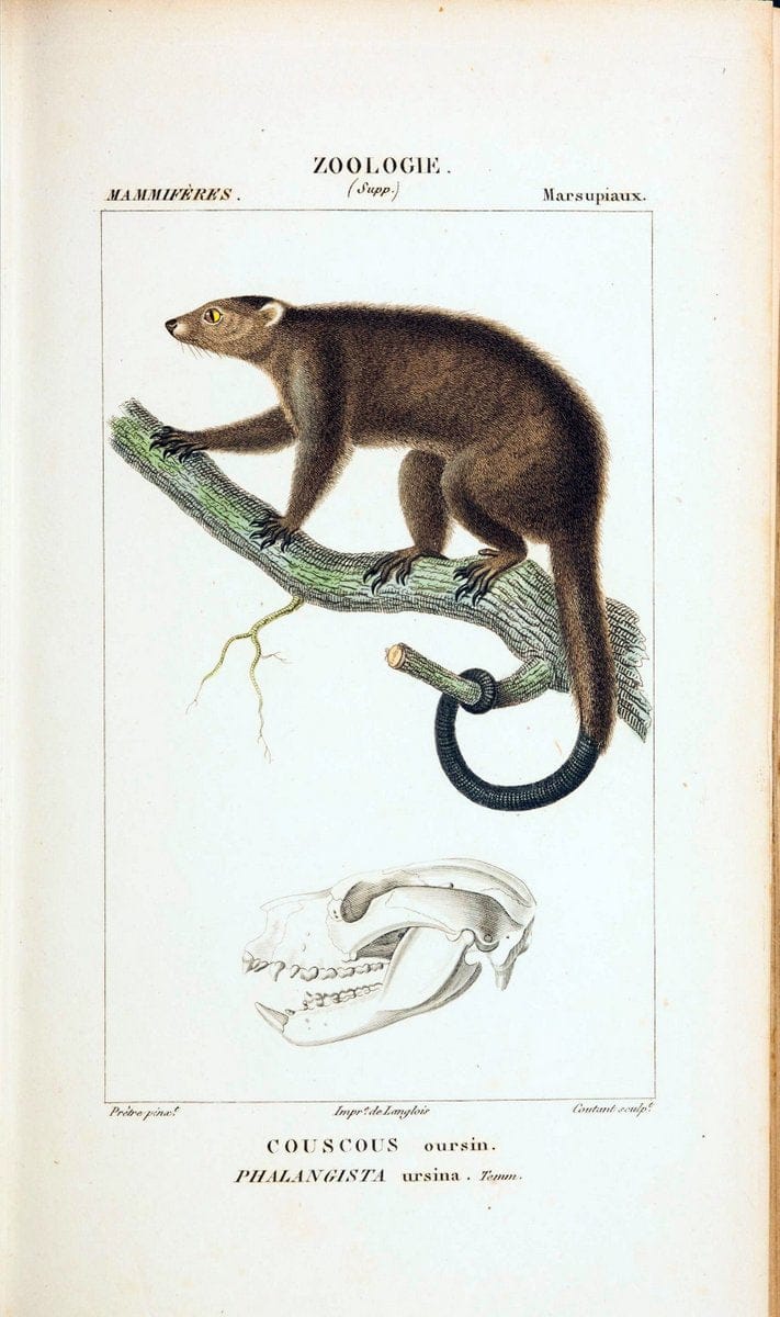 Atlas de zoologie :.Paris :Germer Bailliere,1844.  | "Museum Victoria" | Vintage Print Reproduction 459021