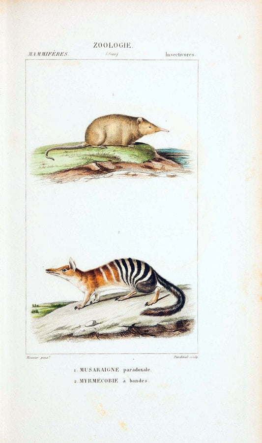 Atlas de zoologie :.Paris :Germer Bailliere,1844.  | "Museum Victoria" | Vintage Print Reproduction 459022