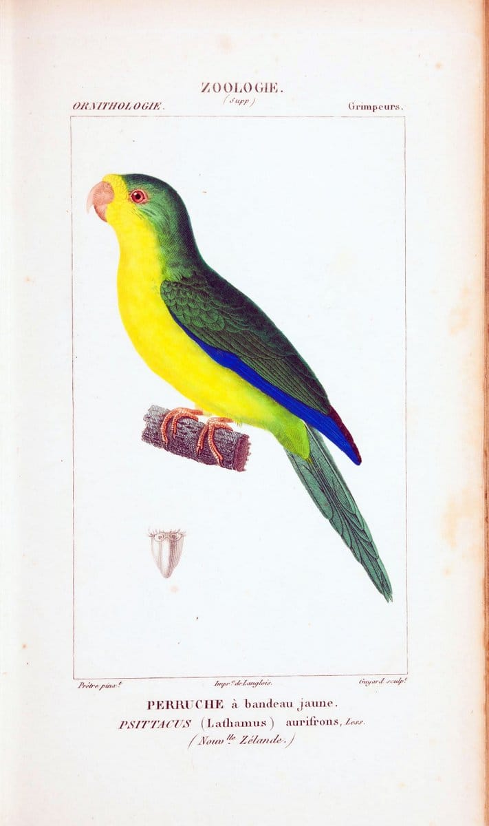 Atlas de zoologie :.Paris :Germer Bailliere,1844.  | "Museum Victoria" | Vintage Print Reproduction 459023