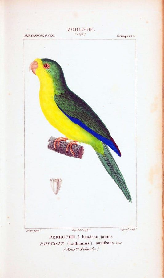 Atlas de zoologie :.Paris :Germer Bailliere,1844.  | "Museum Victoria" | Vintage Print Reproduction 459023
