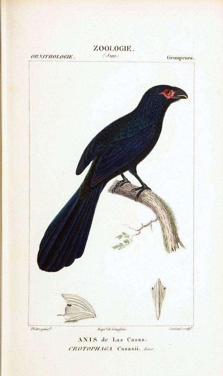 Atlas de zoologie :.Paris :Germer Bailliere,1844.  | "Museum Victoria" | Vintage Print Reproduction 459026