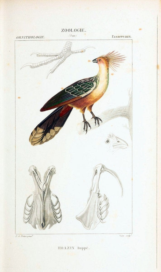Atlas de zoologie :.Paris :Germer Bailliere,1844.  | "Museum Victoria" | Vintage Print Reproduction 459027