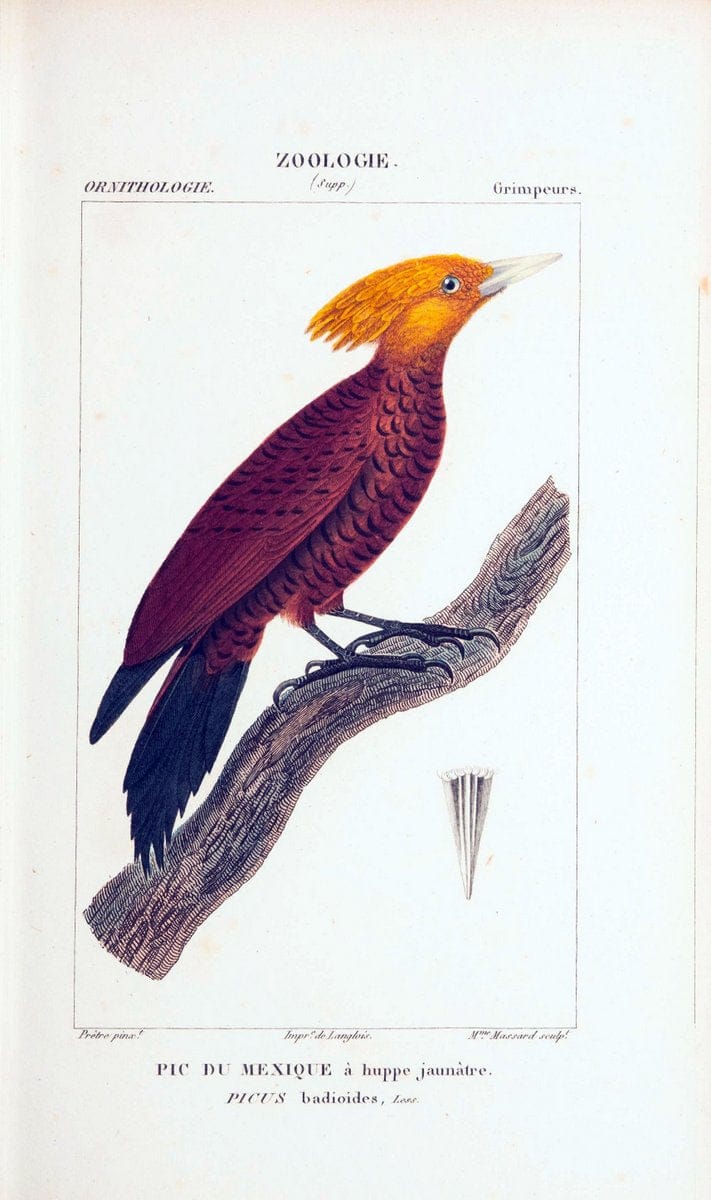 Atlas de zoologie :.Paris :Germer Bailliere,1844.  | "Museum Victoria" | Vintage Print Reproduction 459028