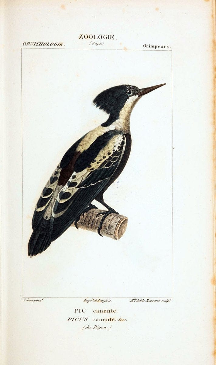 Atlas de zoologie :.Paris :Germer Bailliere,1844.  | "Museum Victoria" | Vintage Print Reproduction 459029