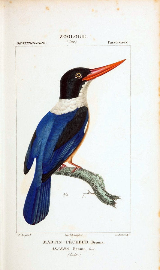 Atlas de zoologie :.Paris :Germer Bailliere,1844.  | "Museum Victoria" | Vintage Print Reproduction 459030