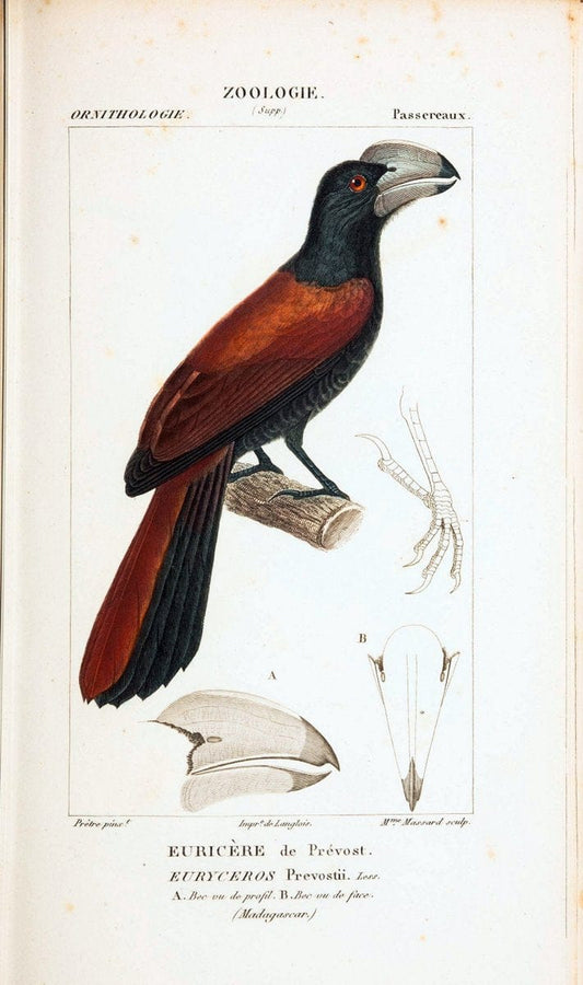 Atlas de zoologie :.Paris :Germer Bailliere,1844.  | "Museum Victoria" | Vintage Print Reproduction 459031