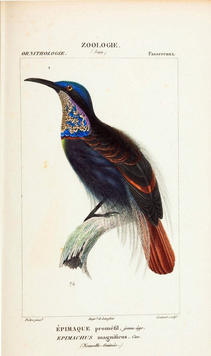 Atlas de zoologie :.Paris :Germer Bailliere,1844.  | "Museum Victoria" | Vintage Print Reproduction 459032
