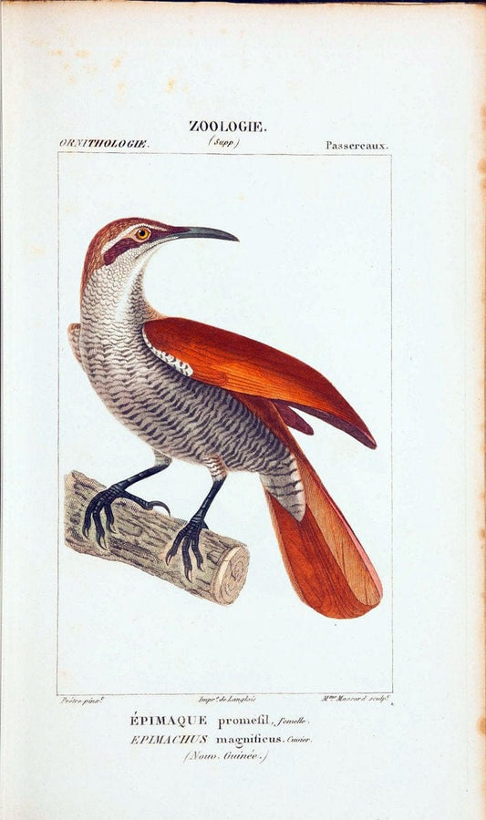 Atlas de zoologie :.Paris :Germer Bailliere,1844.  | "Museum Victoria" | Vintage Print Reproduction 459033