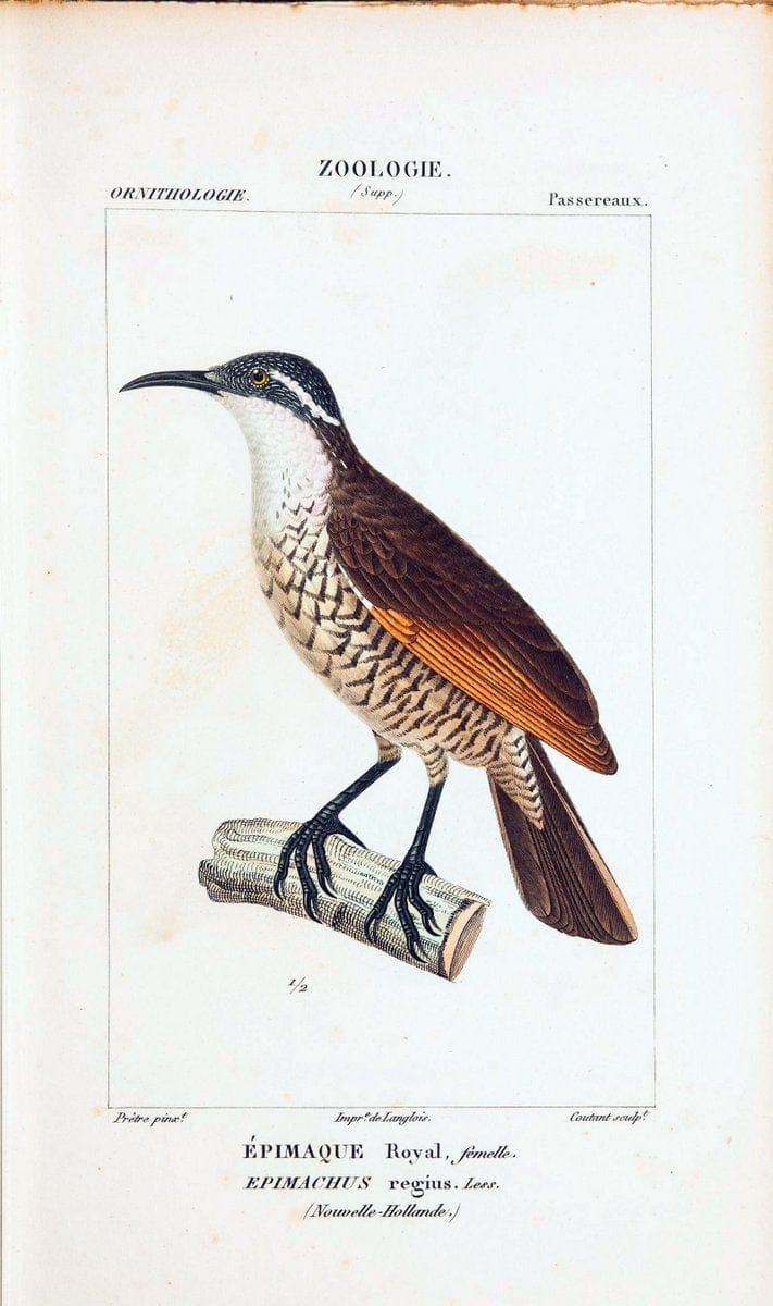 Atlas de zoologie :.Paris :Germer Bailliere,1844.  | "Museum Victoria" | Vintage Print Reproduction 459034