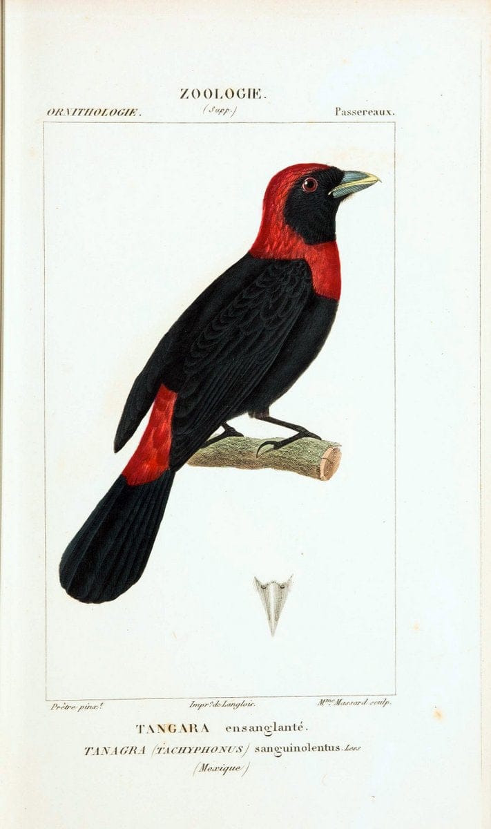 Atlas de zoologie :.Paris :Germer Bailliere,1844.  | "Museum Victoria" | Vintage Print Reproduction 459036