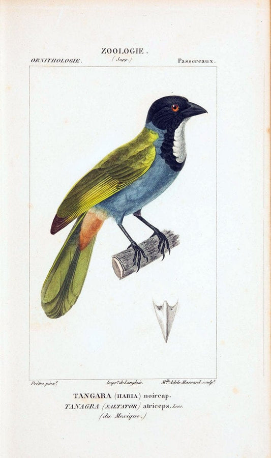 Atlas de zoologie :.Paris :Germer Bailliere,1844.  | "Museum Victoria" | Vintage Print Reproduction 459037