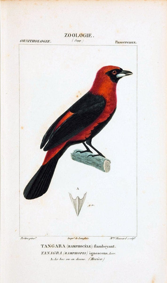Atlas de zoologie :.Paris :Germer Bailliere,1844.  | "Museum Victoria" | Vintage Print Reproduction 459038