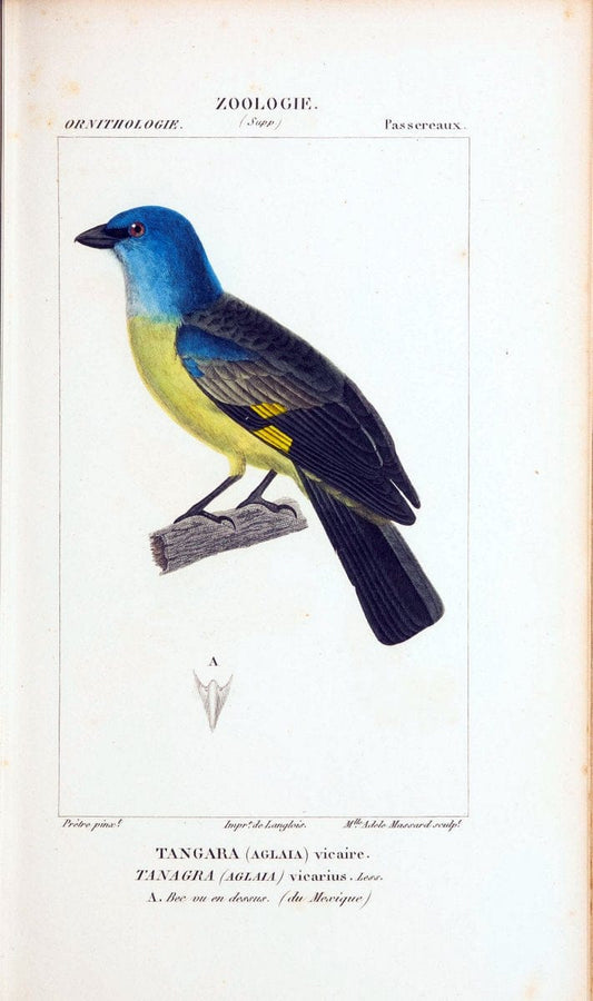 Atlas de zoologie :.Paris :Germer Bailliere,1844.  | "Museum Victoria" | Vintage Print Reproduction 459040
