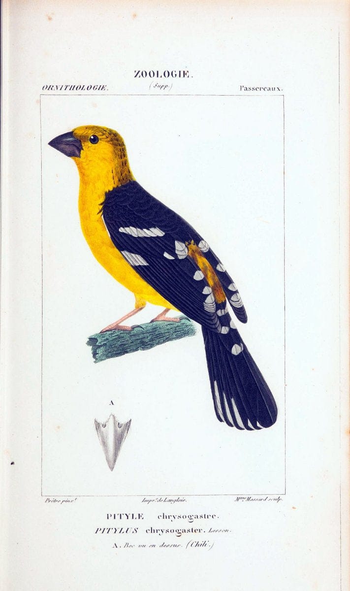 Atlas de zoologie :.Paris :Germer Bailliere,1844.  | "Museum Victoria" | Vintage Print Reproduction 459041