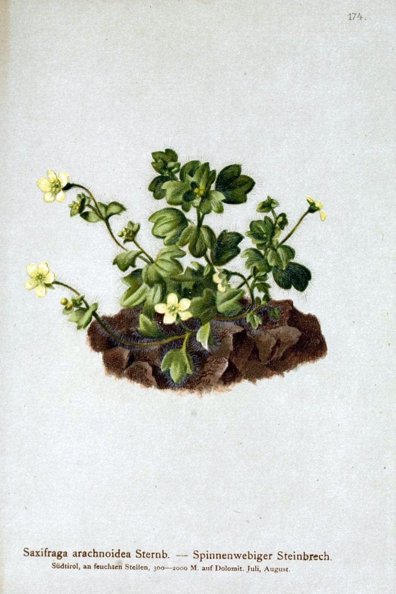 Atlas der Alpenflora /.Wien :Eigenthum und Verlag des Deutschen und Oesterr. Alpenvereins,1882.. |  | Vintage Print Reproduction 459042