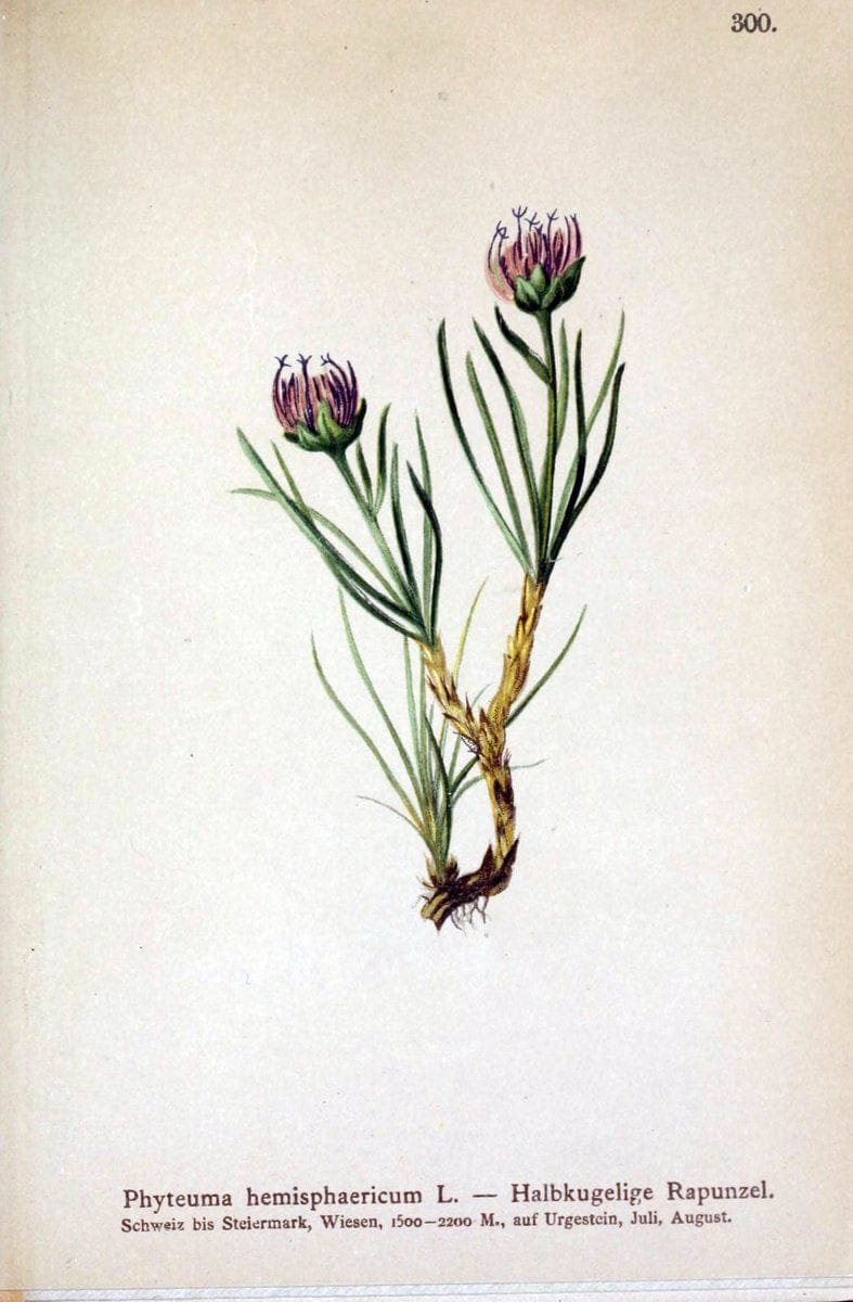 Atlas der Alpenflora /.Wien :Eigenthum und Verlag des Deutschen und Oesterr. Alpenvereins,1882.. |  | Vintage Print Reproduction 459043