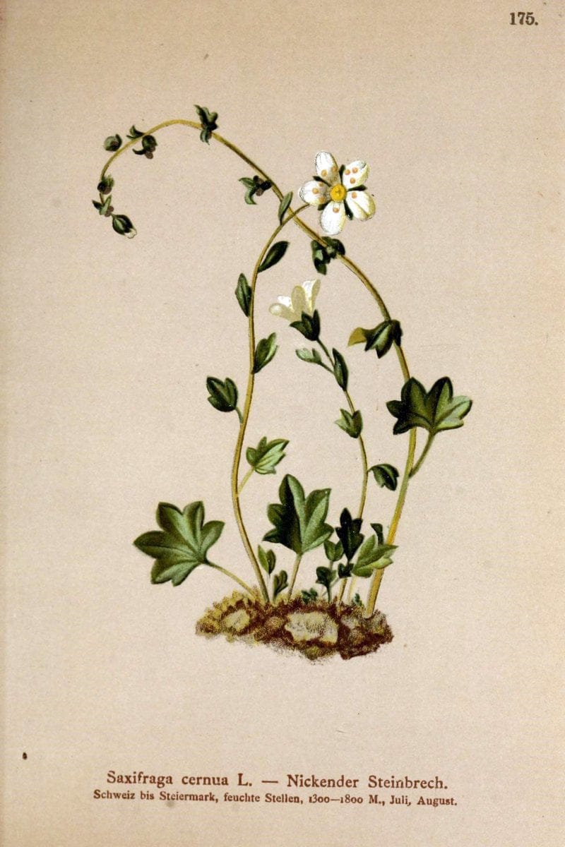 Atlas der Alpenflora /.Wien :Eigenthum und Verlag des Deutschen und Oesterr. Alpenvereins,1882.. |  | Vintage Print Reproduction 459044