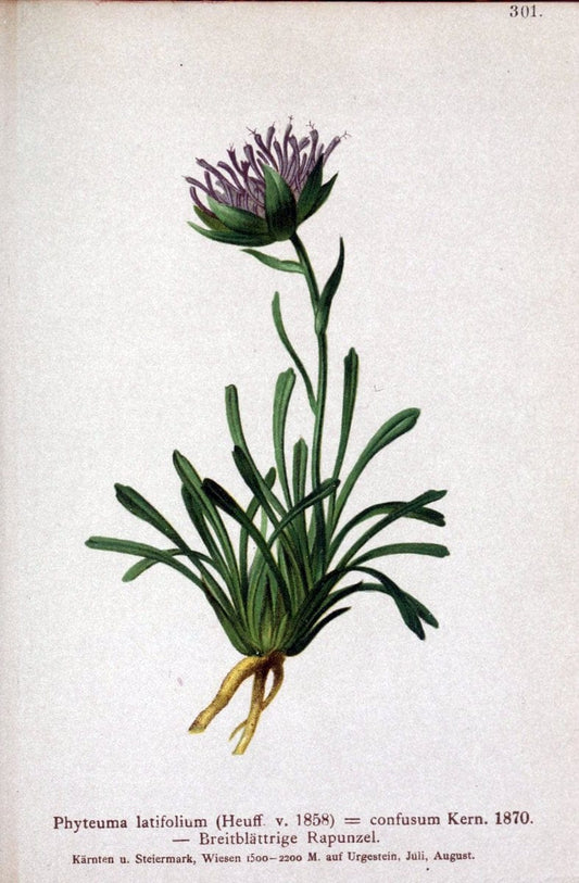 Atlas der Alpenflora /.Wien :Eigenthum und Verlag des Deutschen und Oesterr. Alpenvereins,1882.. |  | Vintage Print Reproduction 459045