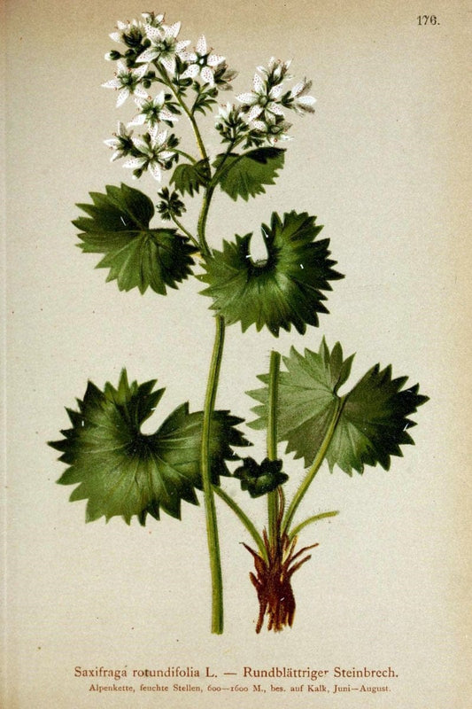 Atlas der Alpenflora /.Wien :Eigenthum und Verlag des Deutschen und Oesterr. Alpenvereins,1882.. |  | Vintage Print Reproduction 459046