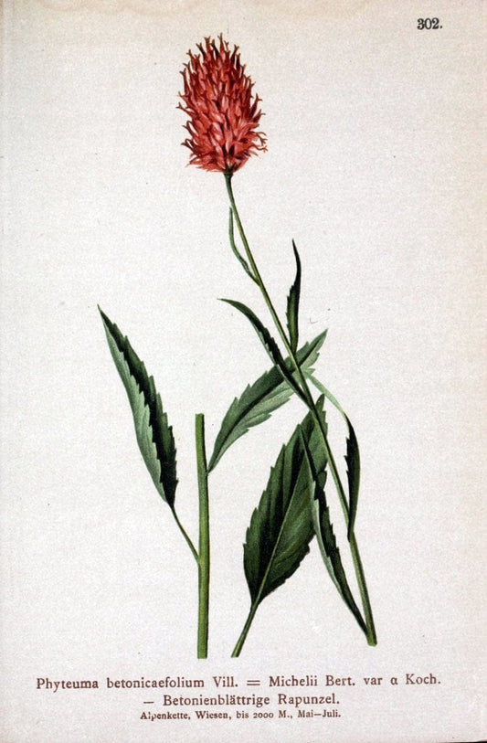 Atlas der Alpenflora /.Wien :Eigenthum und Verlag des Deutschen und Oesterr. Alpenvereins,1882.. |  | Vintage Print Reproduction 459047