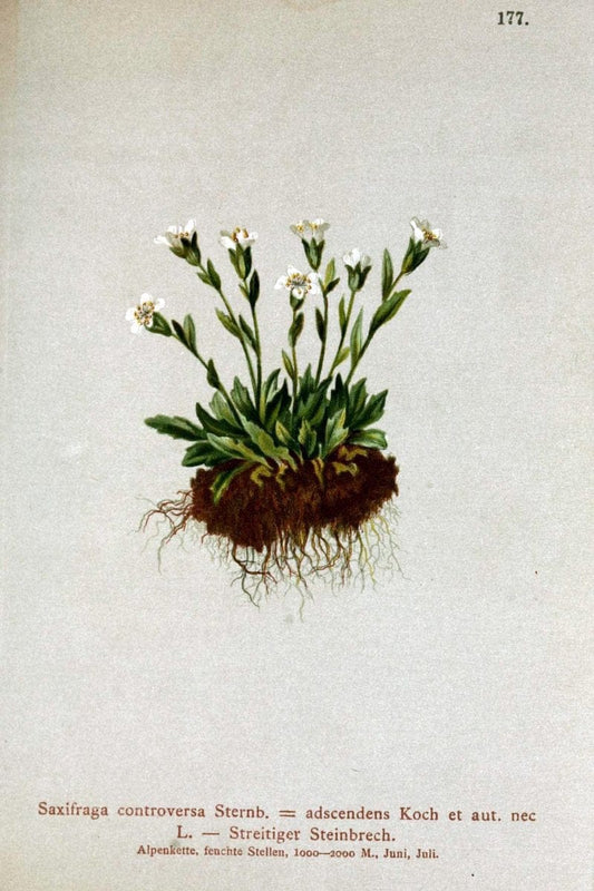 Atlas der Alpenflora /.Wien :Eigenthum und Verlag des Deutschen und Oesterr. Alpenvereins,1882.. |  | Vintage Print Reproduction 459048