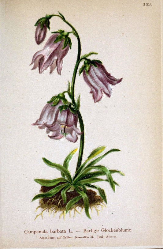 Atlas der Alpenflora /.Wien :Eigenthum und Verlag des Deutschen und Oesterr. Alpenvereins,1882.. |  | Vintage Print Reproduction 459049