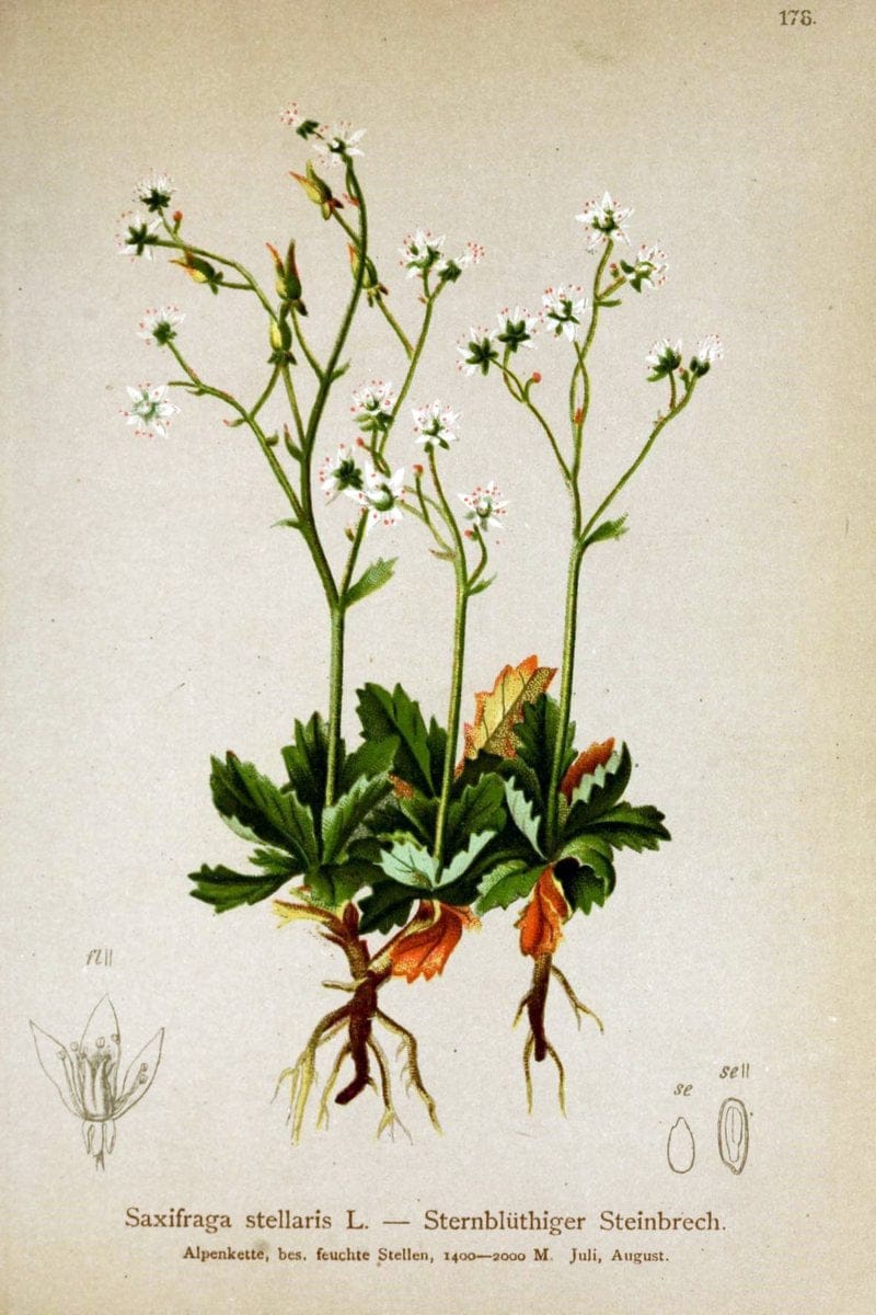 Atlas der Alpenflora /.Wien :Eigenthum und Verlag des Deutschen und Oesterr. Alpenvereins,1882.. |  | Vintage Print Reproduction 459050