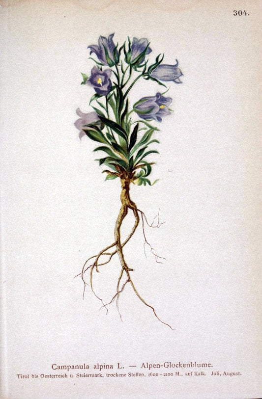 Atlas der Alpenflora /.Wien :Eigenthum und Verlag des Deutschen und Oesterr. Alpenvereins,1882.. |  | Vintage Print Reproduction 459051