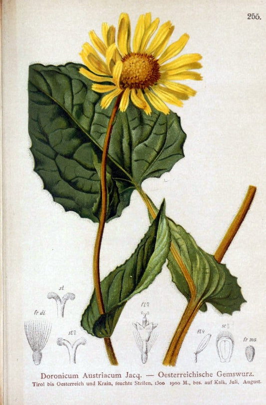 Atlas der Alpenflora /.Wien :Eigenthum und Verlag des Deutschen und Oesterr. Alpenvereins,1882.. |  | Vintage Print Reproduction 459053