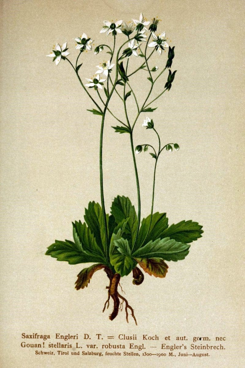 Atlas der Alpenflora /.Wien :Eigenthum und Verlag des Deutschen und Oesterr. Alpenvereins,1882.. |  | Vintage Print Reproduction 459054