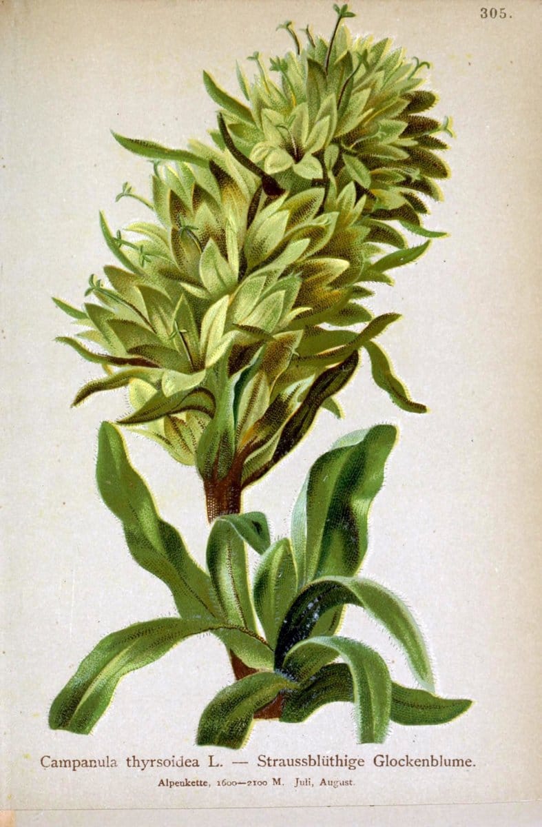Atlas der Alpenflora /.Wien :Eigenthum und Verlag des Deutschen und Oesterr. Alpenvereins,1882.. |  | Vintage Print Reproduction 459055