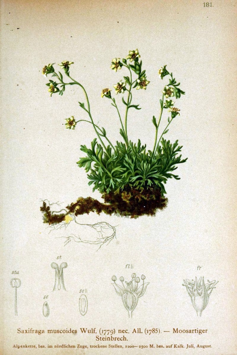 Atlas der Alpenflora /.Wien :Eigenthum und Verlag des Deutschen und Oesterr. Alpenvereins,1882.. |  | Vintage Print Reproduction 459058