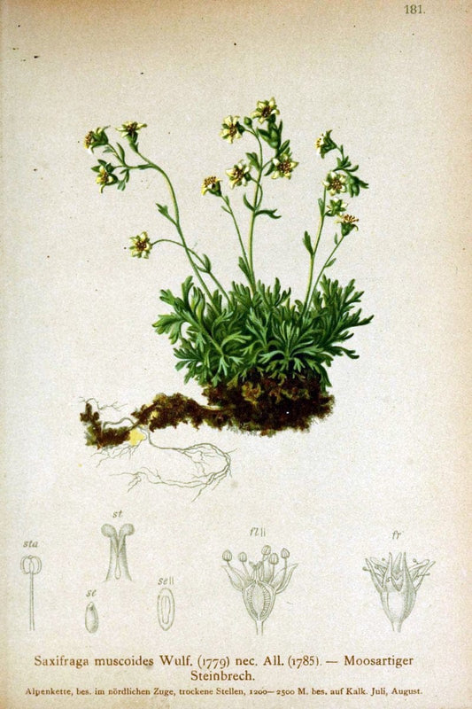 Atlas der Alpenflora /.Wien :Eigenthum und Verlag des Deutschen und Oesterr. Alpenvereins,1882.. |  | Vintage Print Reproduction 459058