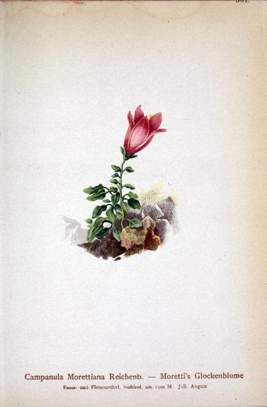 Atlas der Alpenflora /.Wien :Eigenthum und Verlag des Deutschen und Oesterr. Alpenvereins,1882.. |  | Vintage Print Reproduction 459059