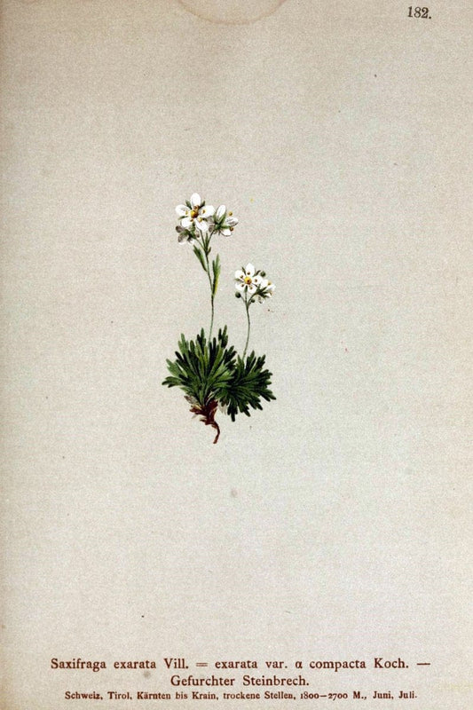 Atlas der Alpenflora /.Wien :Eigenthum und Verlag des Deutschen und Oesterr. Alpenvereins,1882.. |  | Vintage Print Reproduction 459060